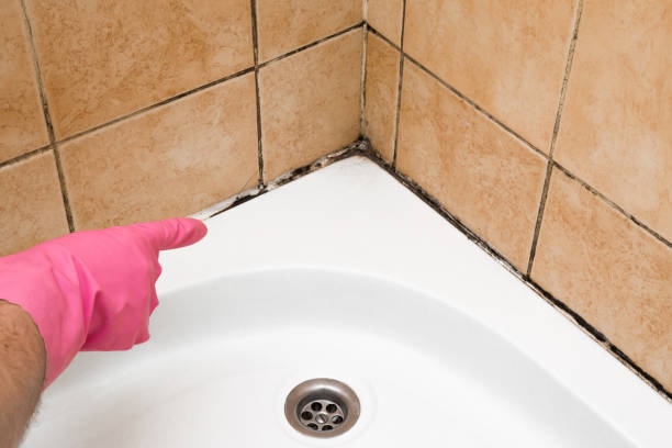 Homeowner's Guide to Preventing and Removing Mold in the Bathroom